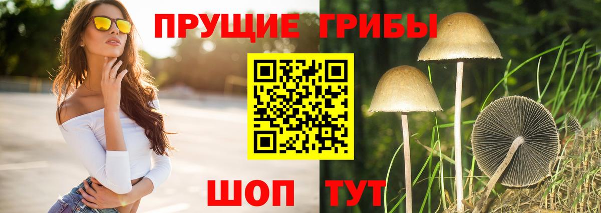 Псилоцибиновые грибы GOLDEN TEACHER Черняховск